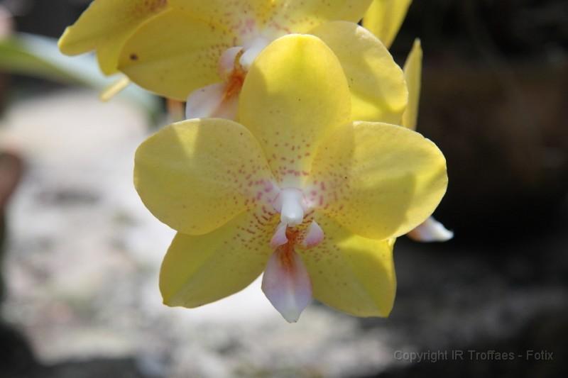 04 Orchid 2.jpg
